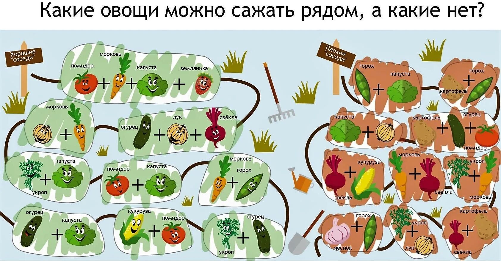 Примеры посадки овощей. Схема смешанных посадок овощей на огороде. Совместная посадка овощей на одной грядке схема. Таблица смешанных посадок овощей на огороде таблица. Совместимость растений на грядке.