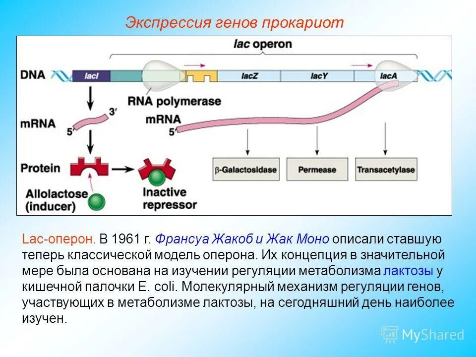 Концепция оперона. Схема строения оперона у прокариот. Структурные гены оперона. Концепция оперона. Концепция оперона.