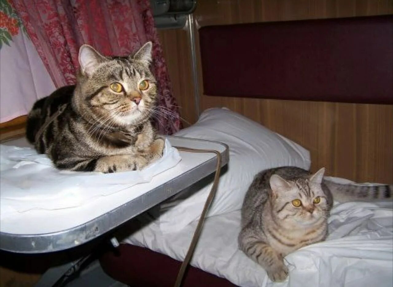 В каком вагоне ехал кот. Кот в поезде. кот в купе. кот в купе поезда. коты в купе поезда.