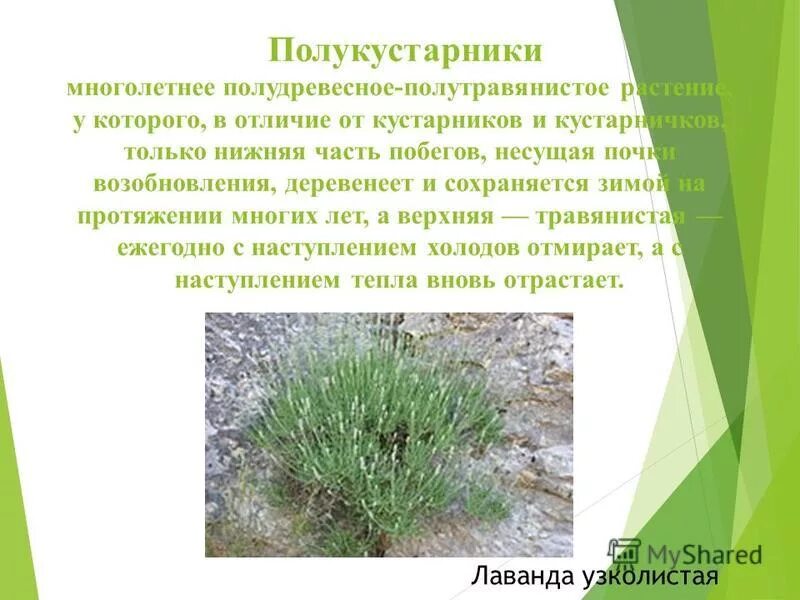 жизненная форма полукустарников