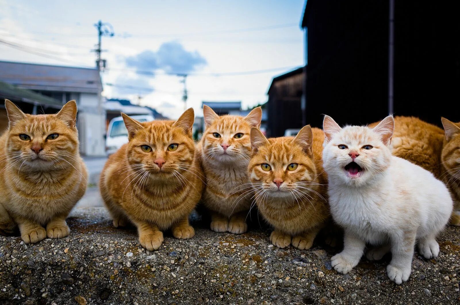 Pe cats