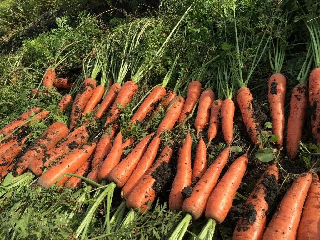 Морковь Нерак f1. Сорт моркови Артек. Позднеспелые сорта моркови. Как лучше хранить морковь