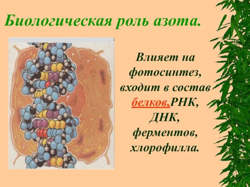 Биологическая ролт азота. Биологическая роль ахота. Биологическая роль азота. Биологическая роль азота в организме человека.