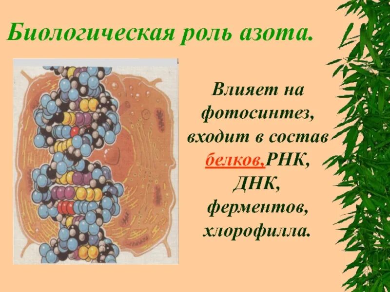 Какую функцию выполняет азот. Биологическая ролт азота. биологическая роль ахота. биологическая роль азота. биологическая роль азота в организме человека.