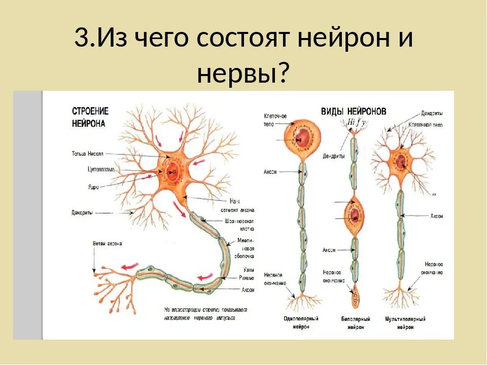 Строение двигательного нейрона. Нервная система человека Нейроны строение. Строение мультиполярного нейрона. Нервная система строение нейрона. Внутреннее строение нерва