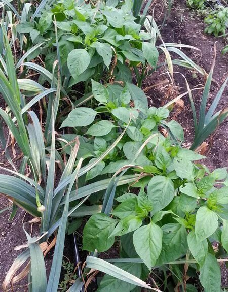 Таблица совместимости растений на огороде соседство овощей. Таблица совместимости огородных растений. Можно сажать чеснок с перцем. Можно сажать чеснок с перцем. Совместные посадки овощей.