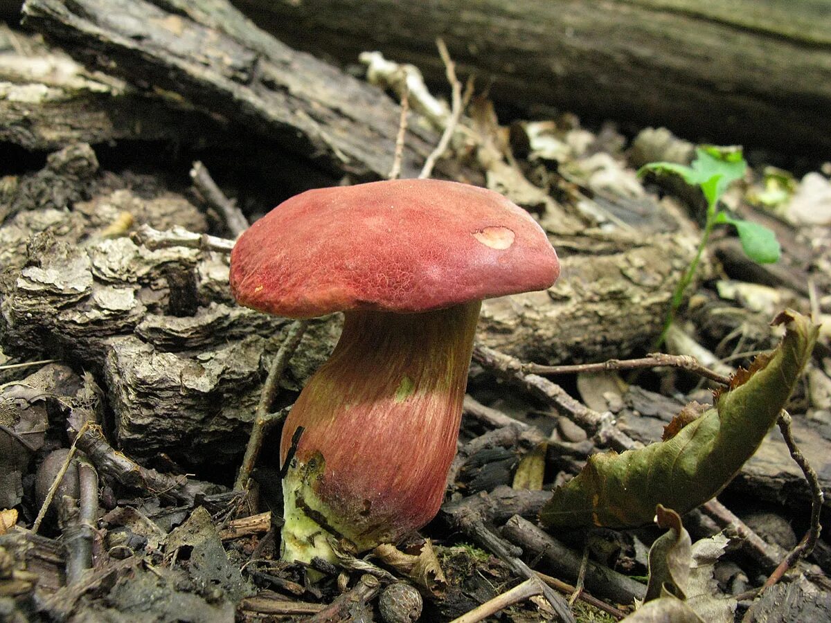 Моховик красный Hortiboletus rubellus. Моховик красный Xerocomus rubellus. Гриб моховик красный съедобный. Гриб моховик ложный сатанинский. Красный гриб описание