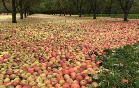 When the apples