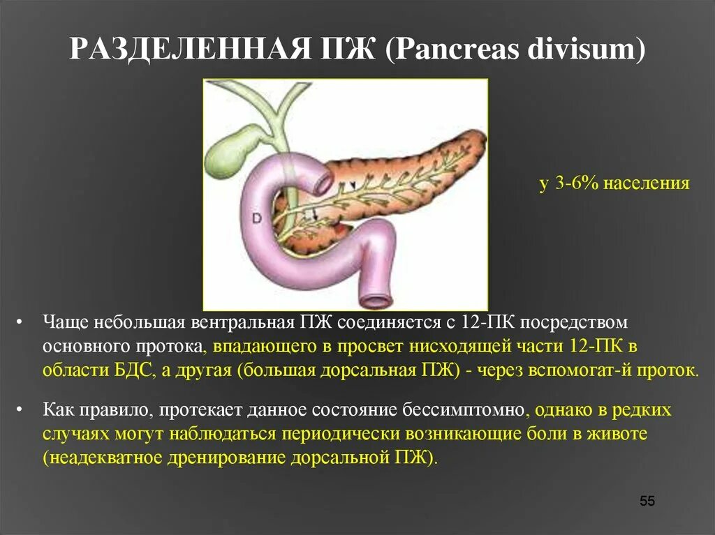 Поджелудочная железа узи норма у мужчин