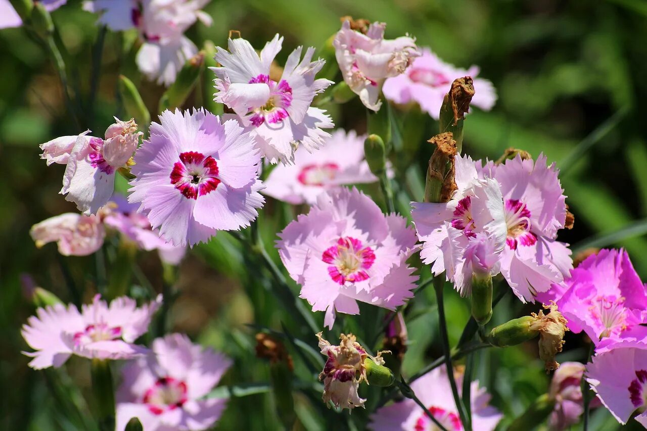 Гвоздика перистая (Dianthus plumarius `Desmond`). Гвоздика перистая Балатон. Диантус гвоздика Садовая. Гвоздика перистая лунное сияние. Выращивание гвоздики перистой