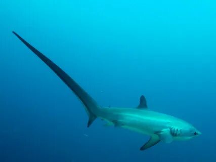 Thresher shark