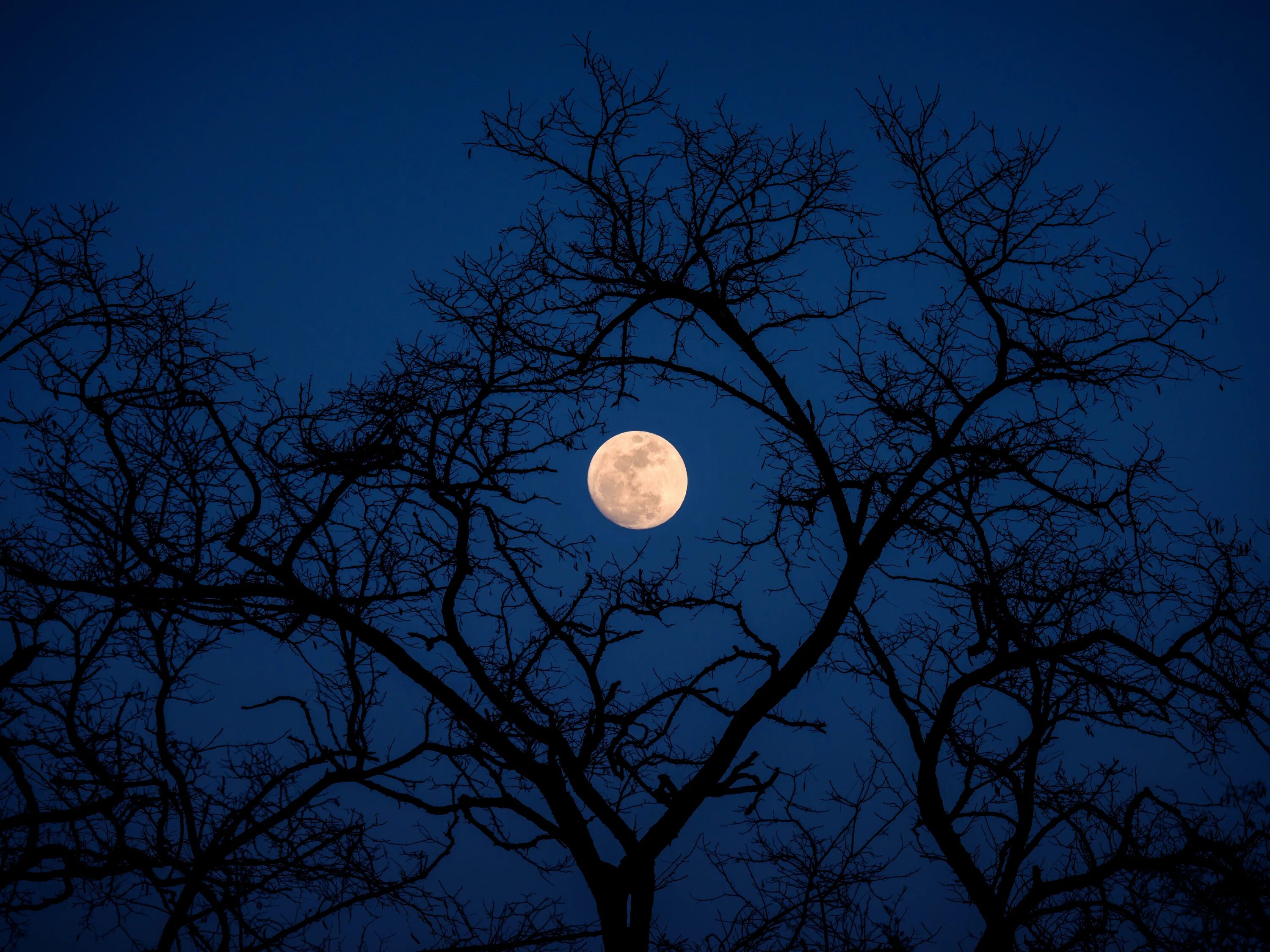 Дерево освещенное луной. Лунная ночь. Луна. Ночь полнолуния. Полная Луна.