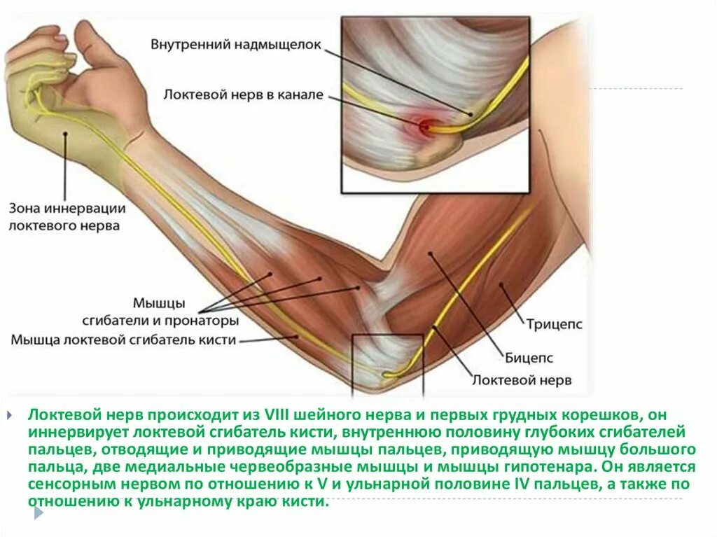 Иннервация локтевого нерва на кисти. Медиальный надмыщелок локтя. Сгибатели локтевого сустава анатомия. Локтевой нерв топография на локтевого сустава.