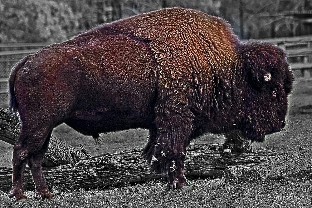American Bison самка. Волосатов Черкесск Bison. Американский Бизон красная книга. Bison пояс 621 (Bison) XXL. Бизон 320