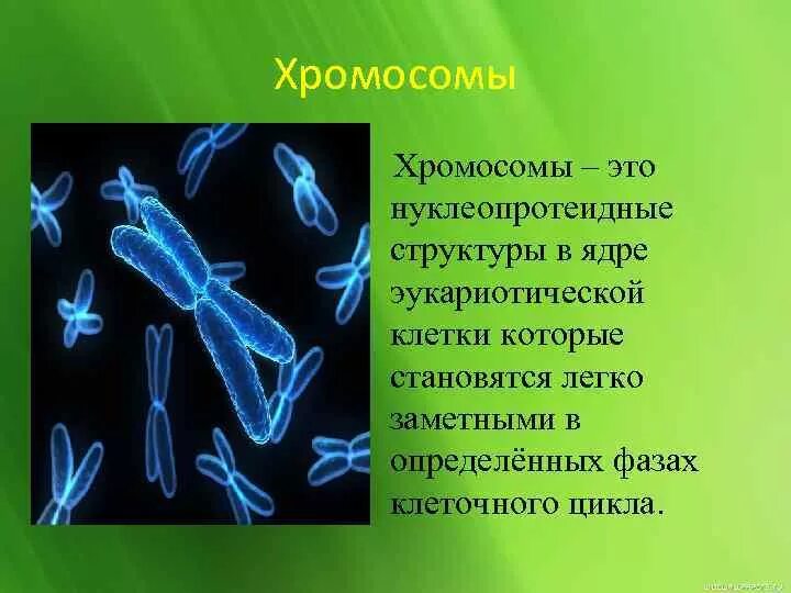 Хромосома что это такое простыми. Строение хромосом человека. Строение хромосомы хроматиды. Хромосома на белом фоне. Строение хромосомы эукариотической клетки.