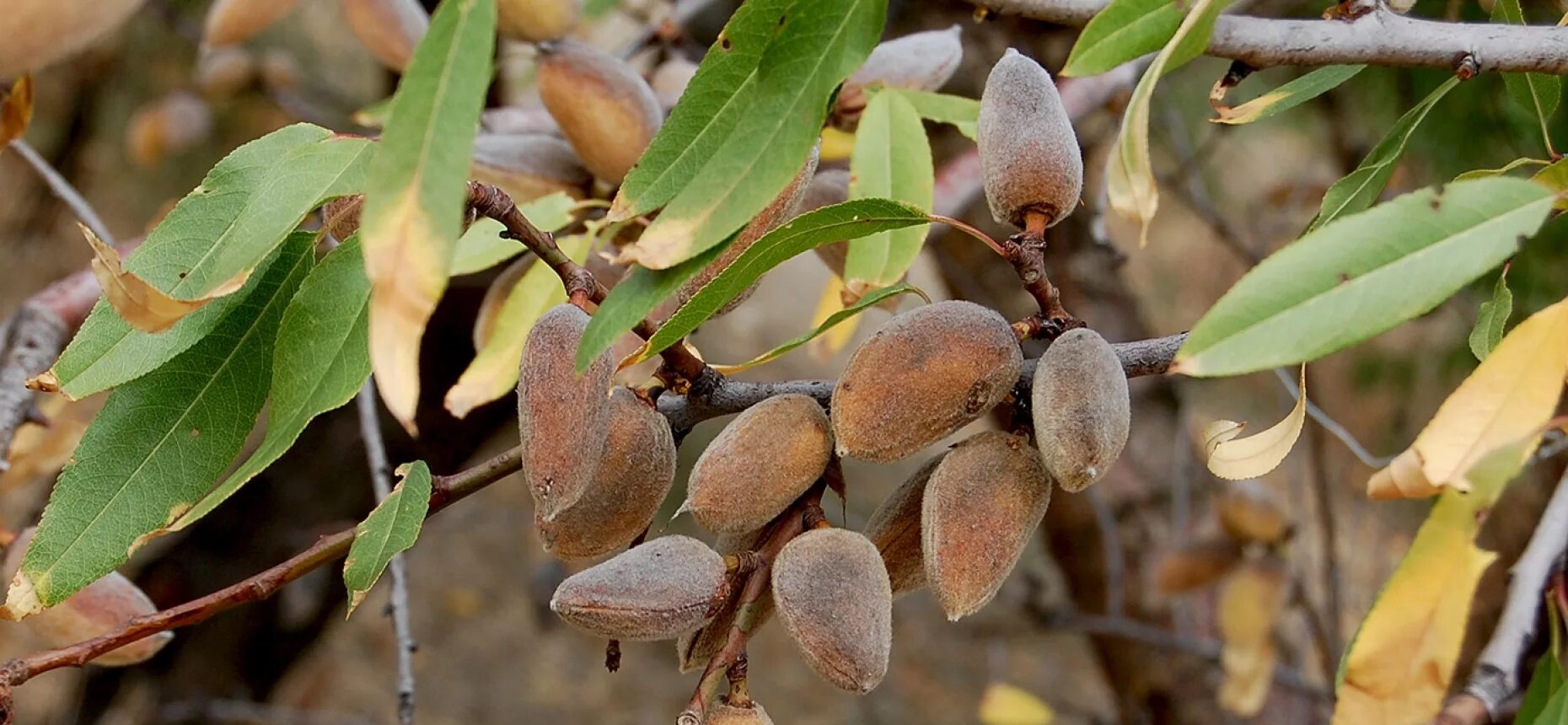 Миндаль простой. Миндаль обыкновенный (Amygdalus communis). Миндаль обыкновенный (Prunus Dulcis). Миндаль Бухарский. Миндаль обыкновенный (Amygdalus communis l.).