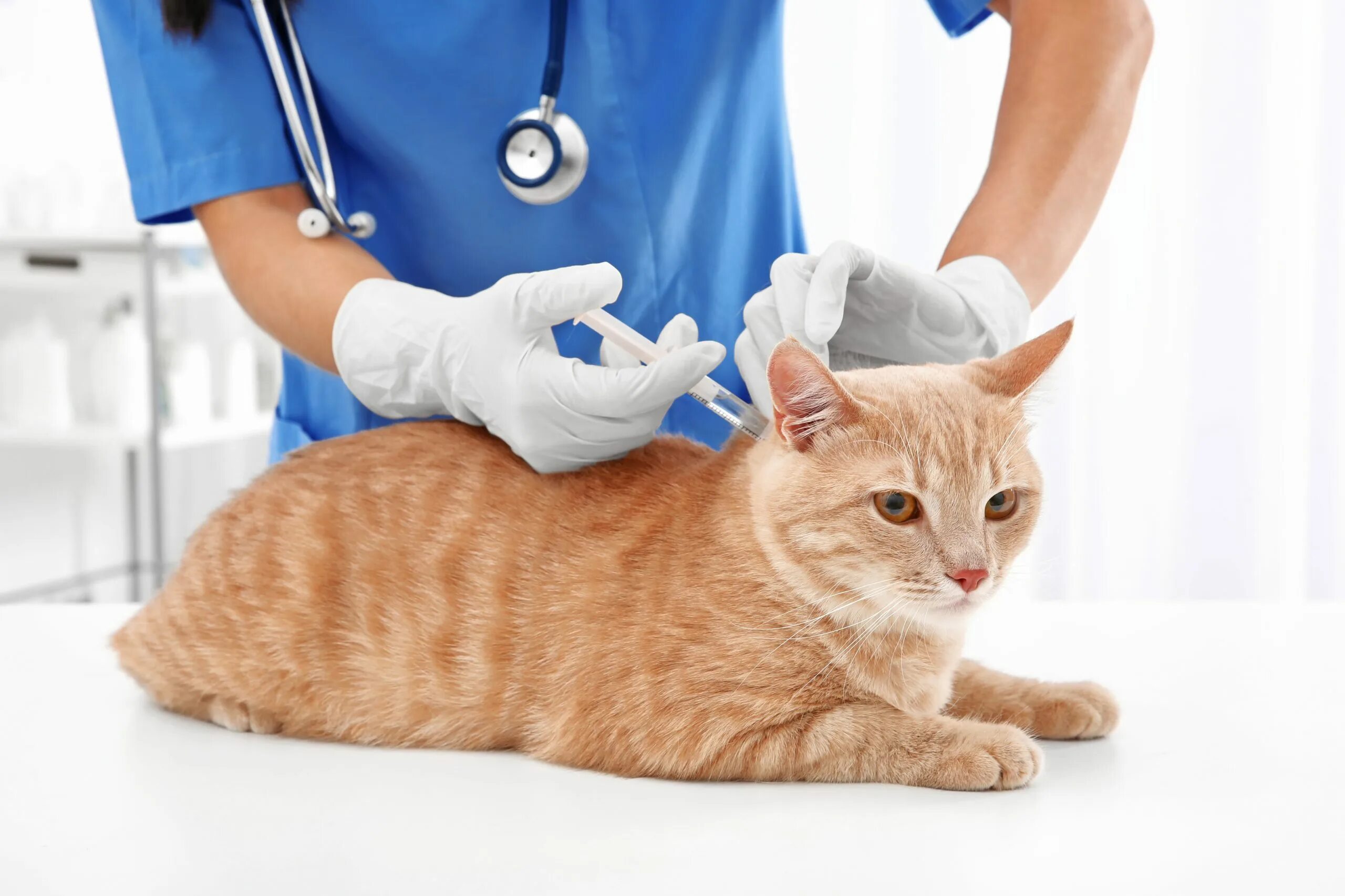 Ветеринар для кошки отзывы. Вакцинация кошек. Кошка Ветеринария.