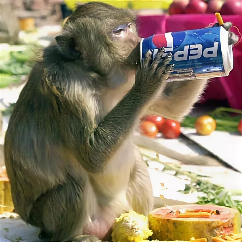 Прекрасный шимпанзе вкусная салями