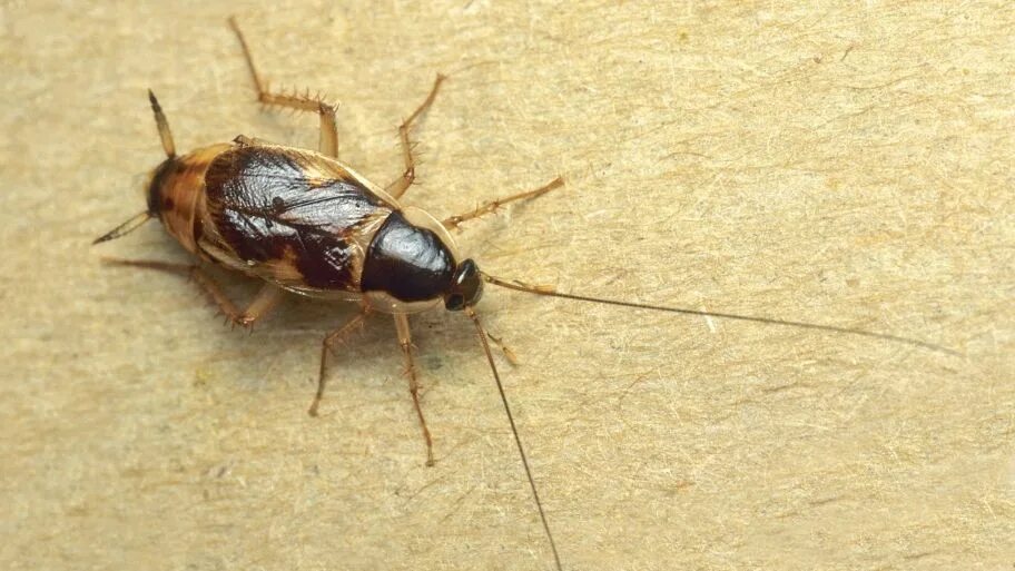 Brown banded. Brown Banded Cockroach таракан. Supella longipalpa. Brown Banded тараканы. Мебельный (коричневополосый) таракан.