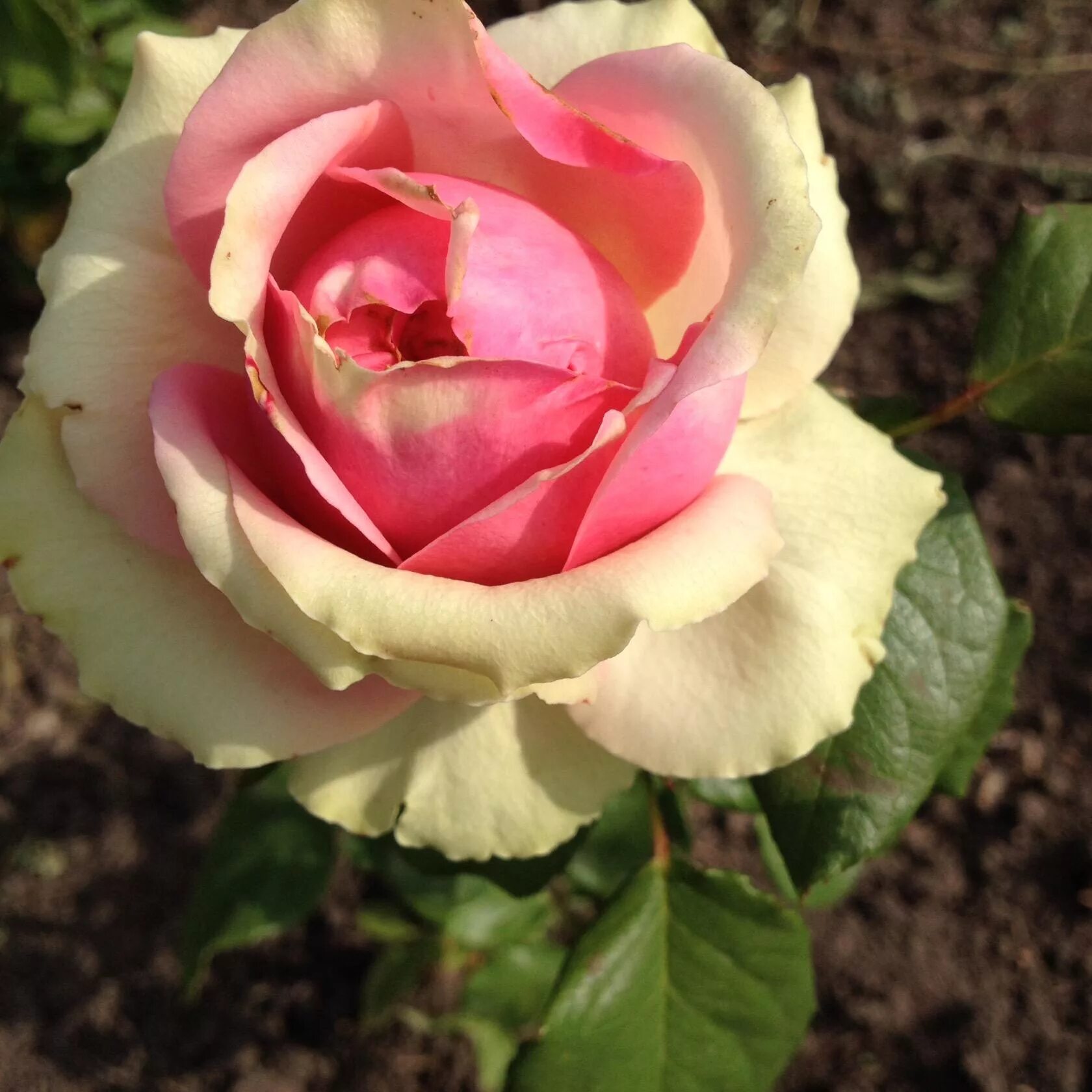 элит каталог роз