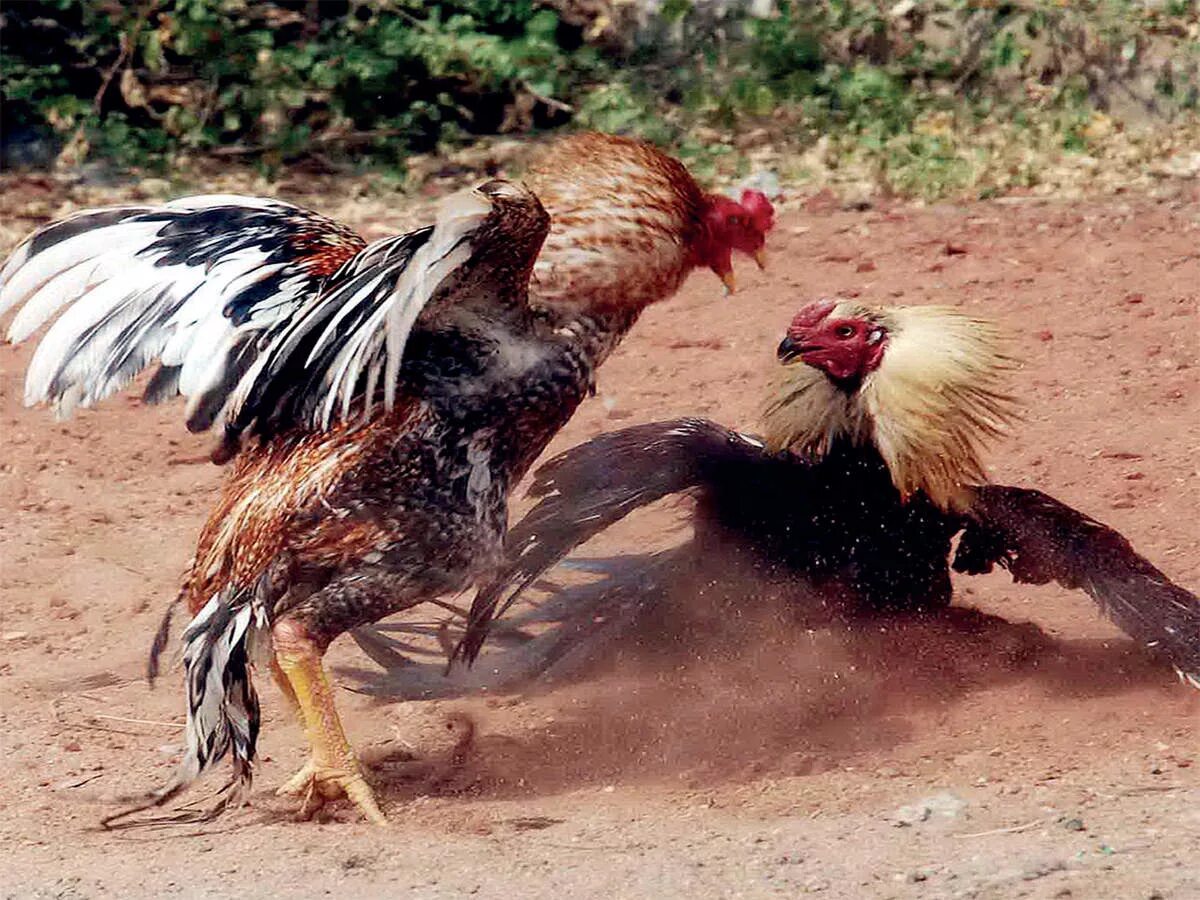 Cock fight. Петухи дерутся. Петух драчун.