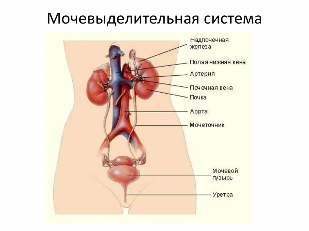 Мужской врач по половым органам как называется. Выделительная система органов органы. Органы мочевой системы 8 класс. Строение выделительной системы женщины. Мочевыделительная система анатомия человека схема.