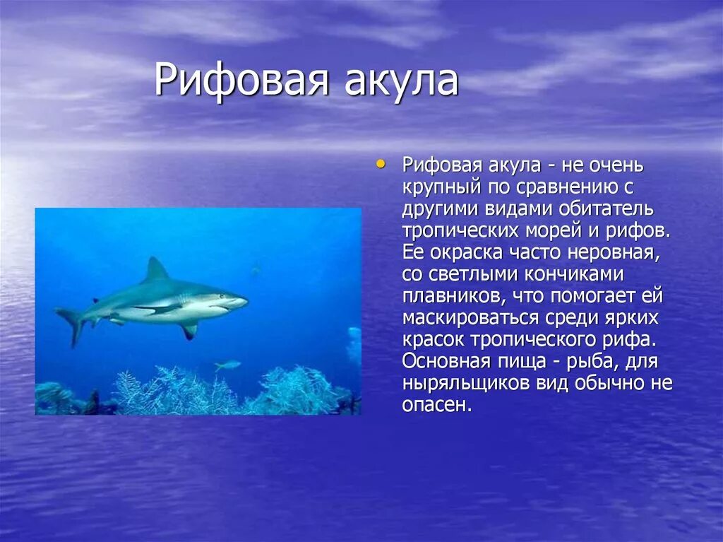 Можно про акулу можно. Акулы презентация. Описание акулы. Информация о акуле. Акула краткое описание.