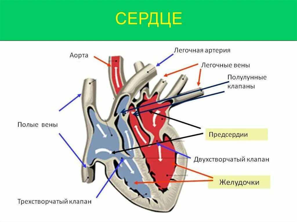 Схема сердца с клапанами и токами крови. Схема строения сердца ток крови. Ток крови в сердце схема. Схема направления тока крови в полостях сердца. Заканчивается в правом предсердии