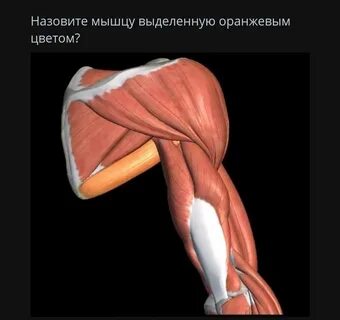 Круглая мышца где