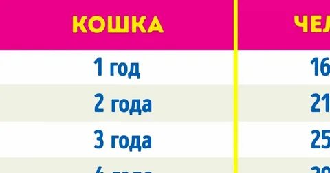 8 лет коту это сколько по человечески