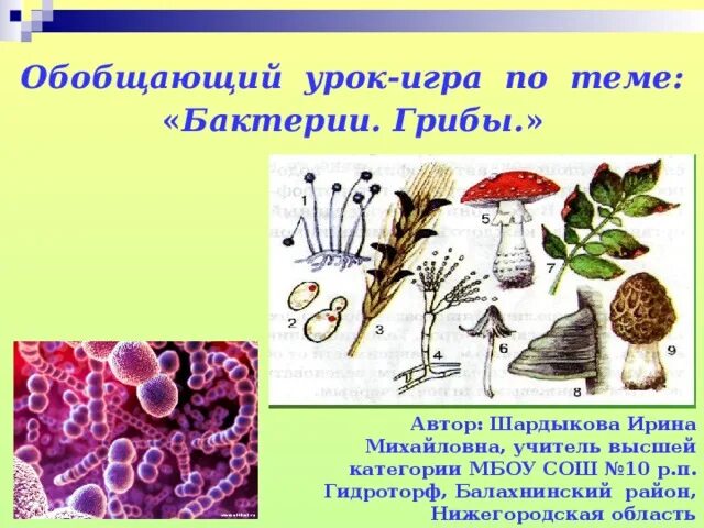 Бактерии и грибы 5 класс биология. Урок питание бактерий и грибов. Биология о грибах и бактериях. Проект на тему грибы и бактерии.