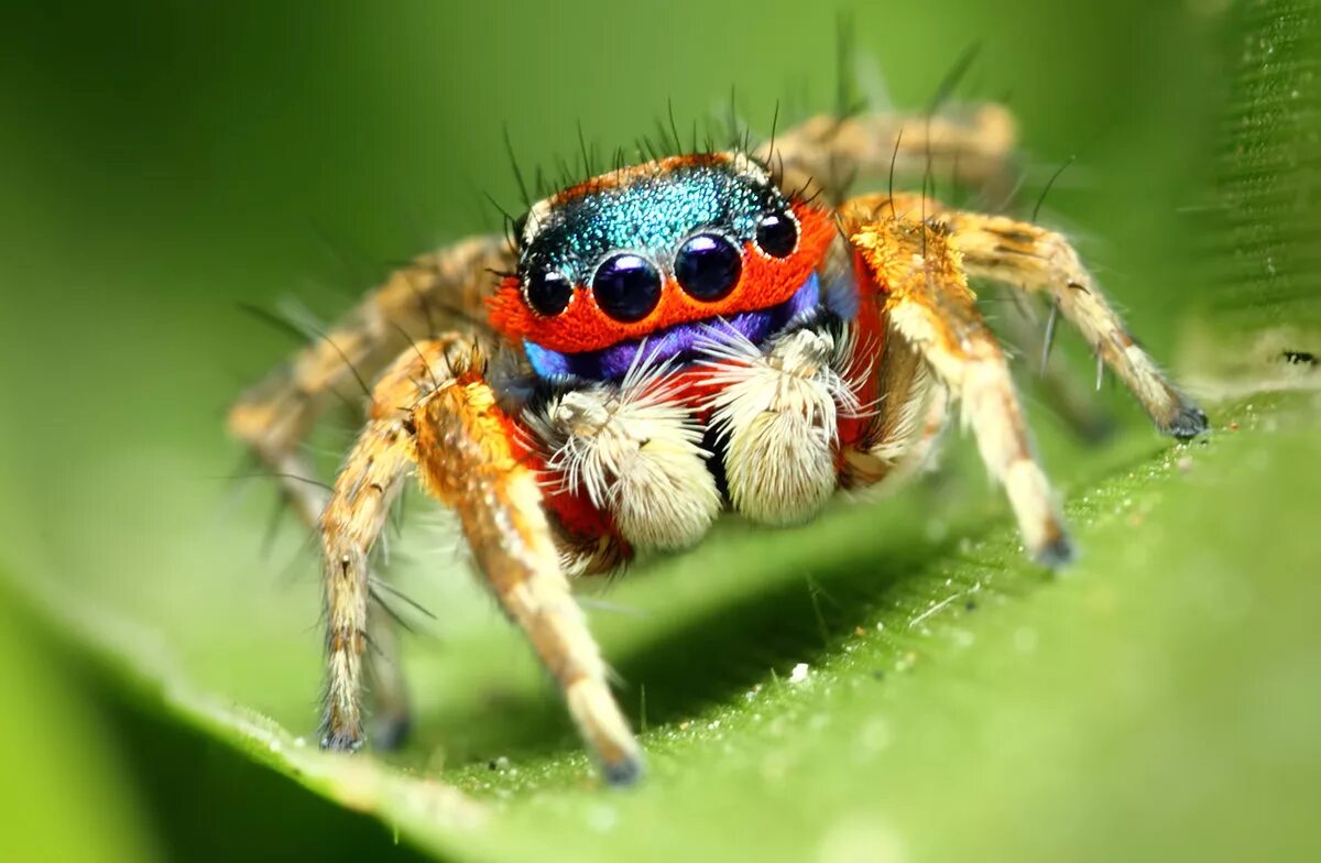 Паук скакун анатомия. Паук скакунчик. Крымский паук скакун. Salticidae пауки-скакуны. Spiders pictures