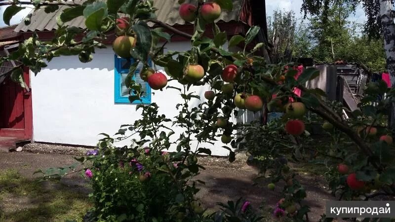 Алтайский край село дубровино. Погода в дубровино романовский. Романово, крупская ул. Дубровино. Романово, крупская ул.