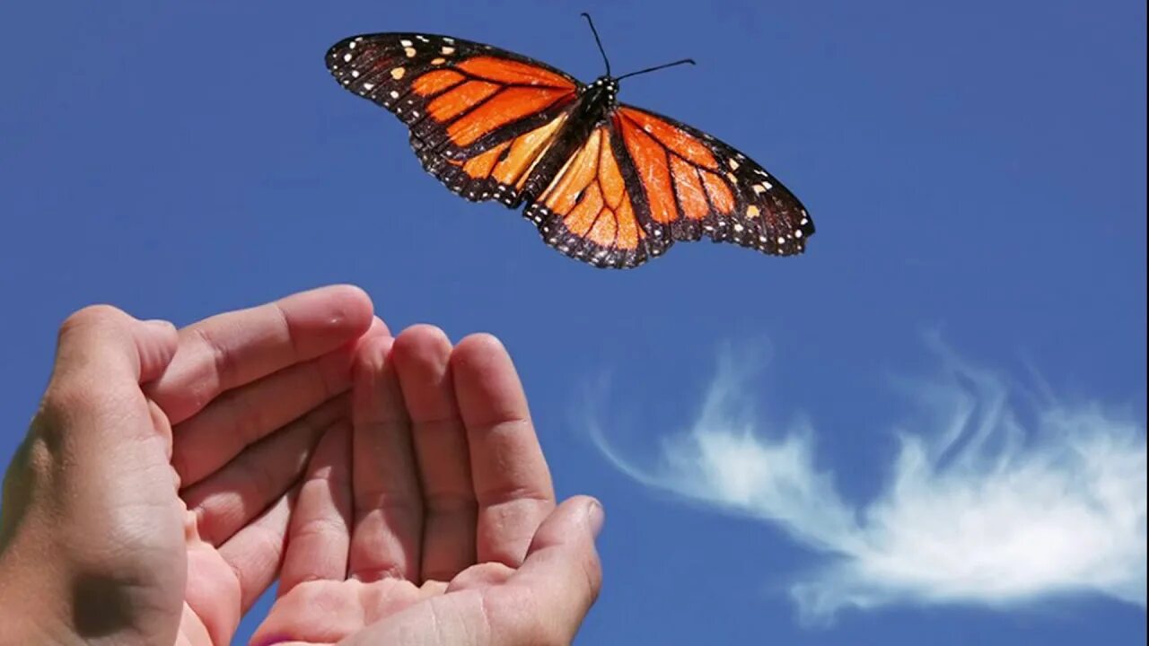 Живущая в твоих руках. На руку бабочка. Бабочка на ладони. Бабочка в ладошках. Бабочка в твоих руках.