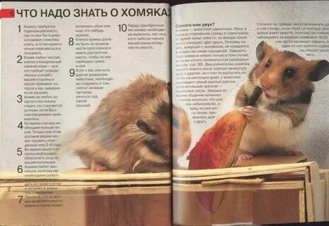 Как узнать код в хомяке