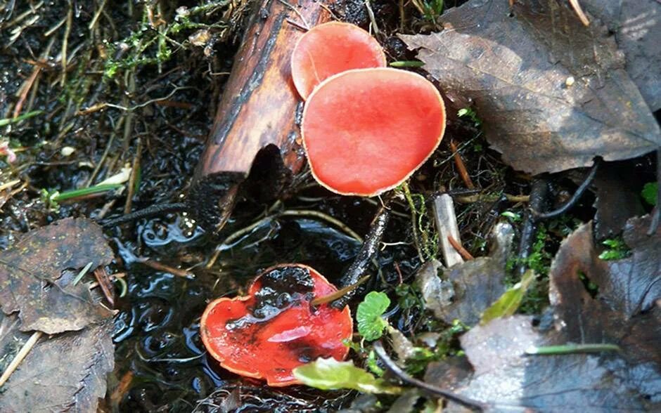 Саркосцифа алая полезные свойства. Красный гриб саркосцифа. Саркосцифа алая. Саркосцифа ярко красная съедобная. Красный гриб Страдивари.