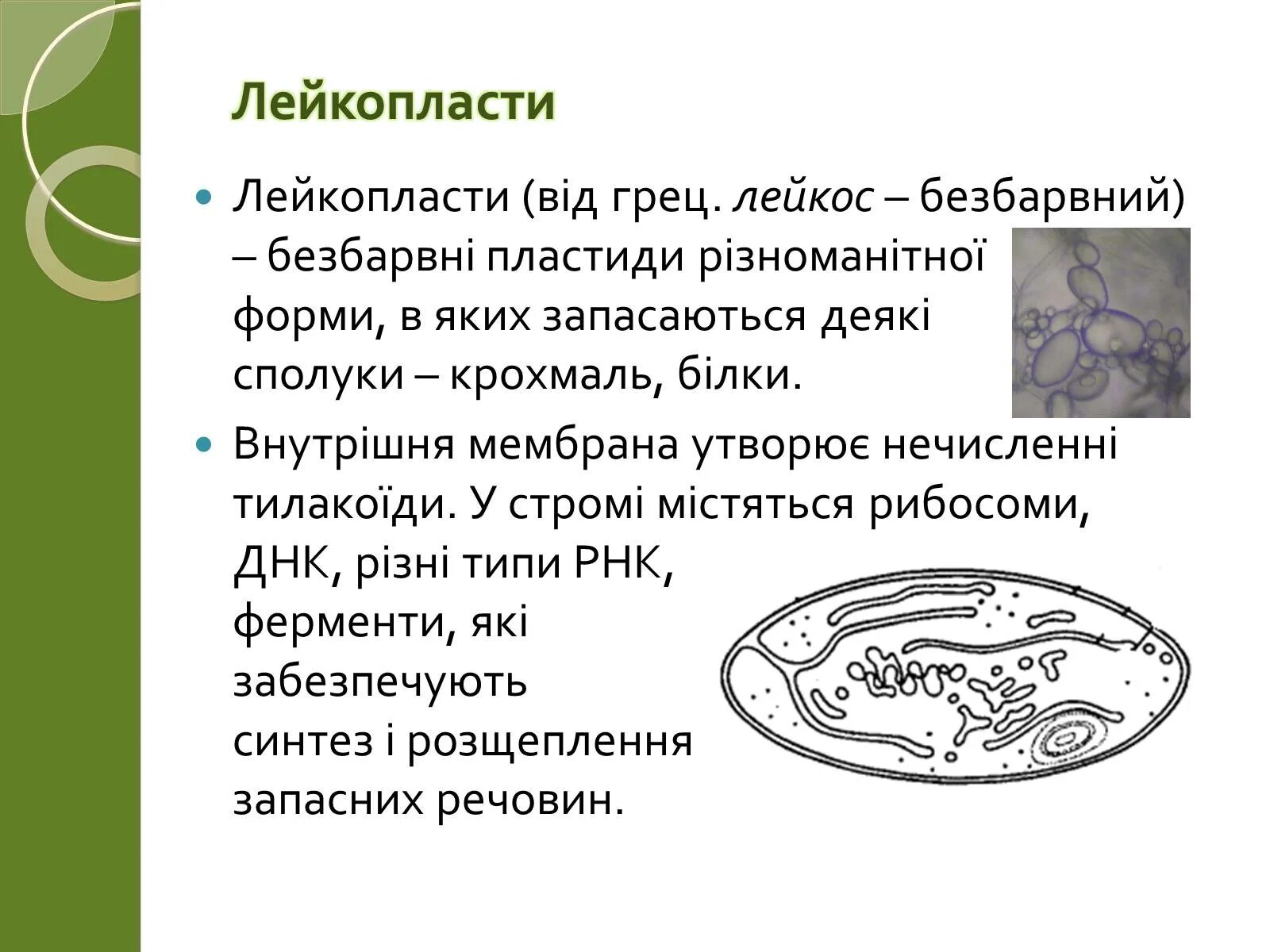 Лейкопласты в растительной клетке. Лейкопласты строение. Лейкопласты рисунок. Лейкопласты строение рисунок. Лейкопласты без подписей.