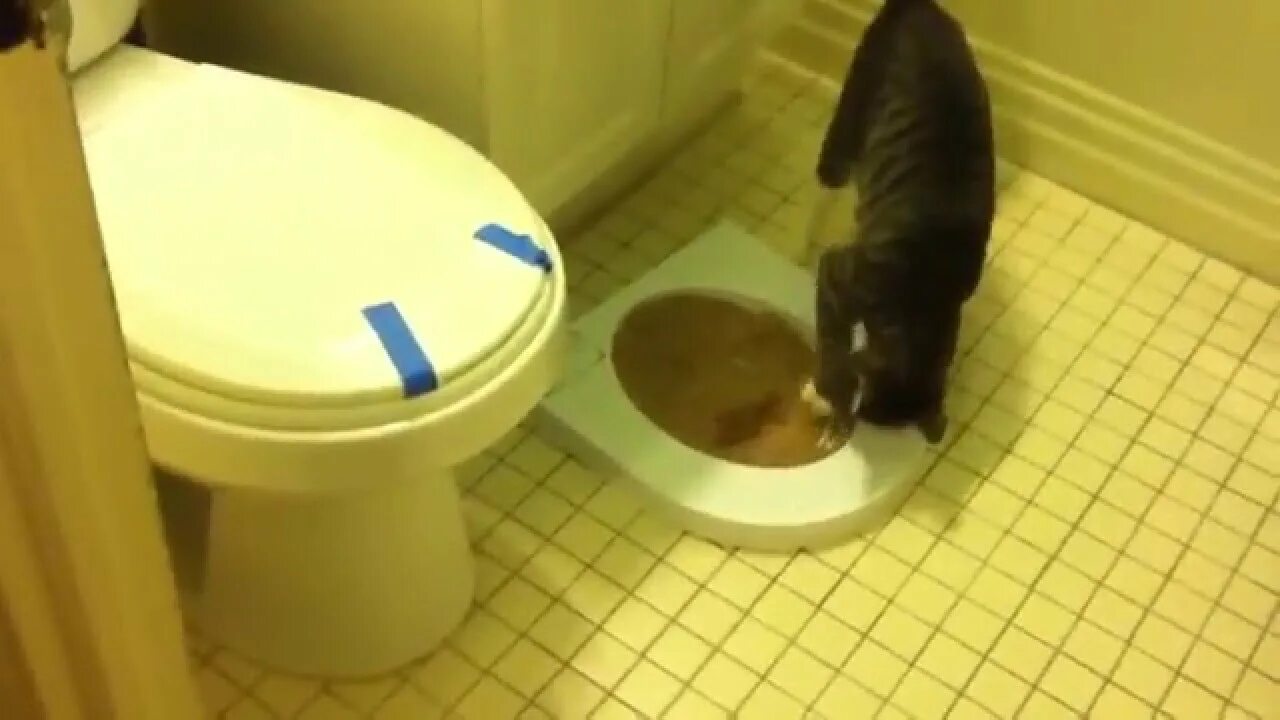 Почему жидко ходит в туалет. Кот на унитазе. Приучить кошку к унитазу. Кот в туалете. Кошка жидко ходит в туалет.