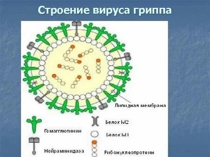 Свойства вируса гриппа
