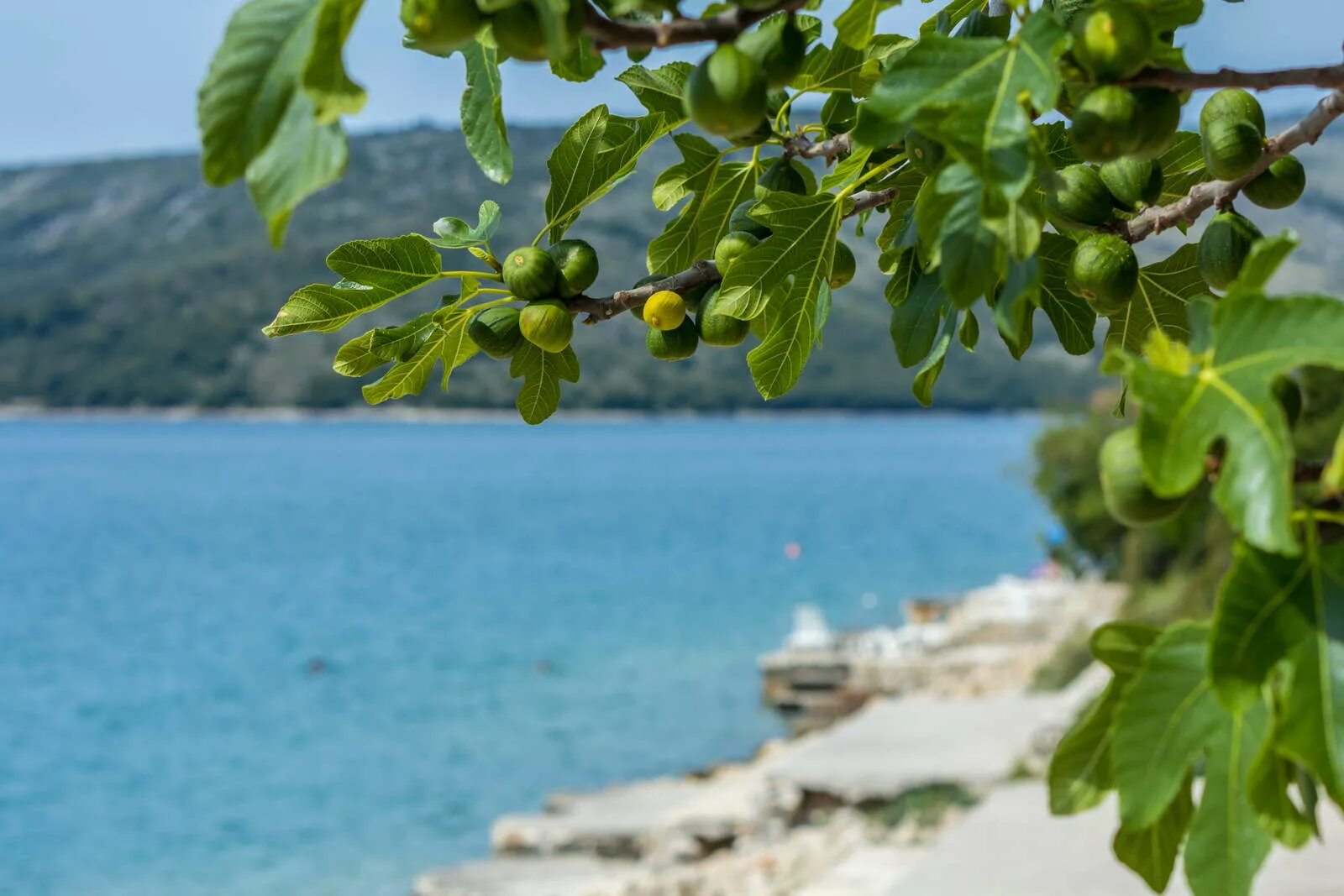 Инжир. Инжирные деревья в Греции. Инжир в Греции. Инжир дерево Греция. Пляж фигового дерева