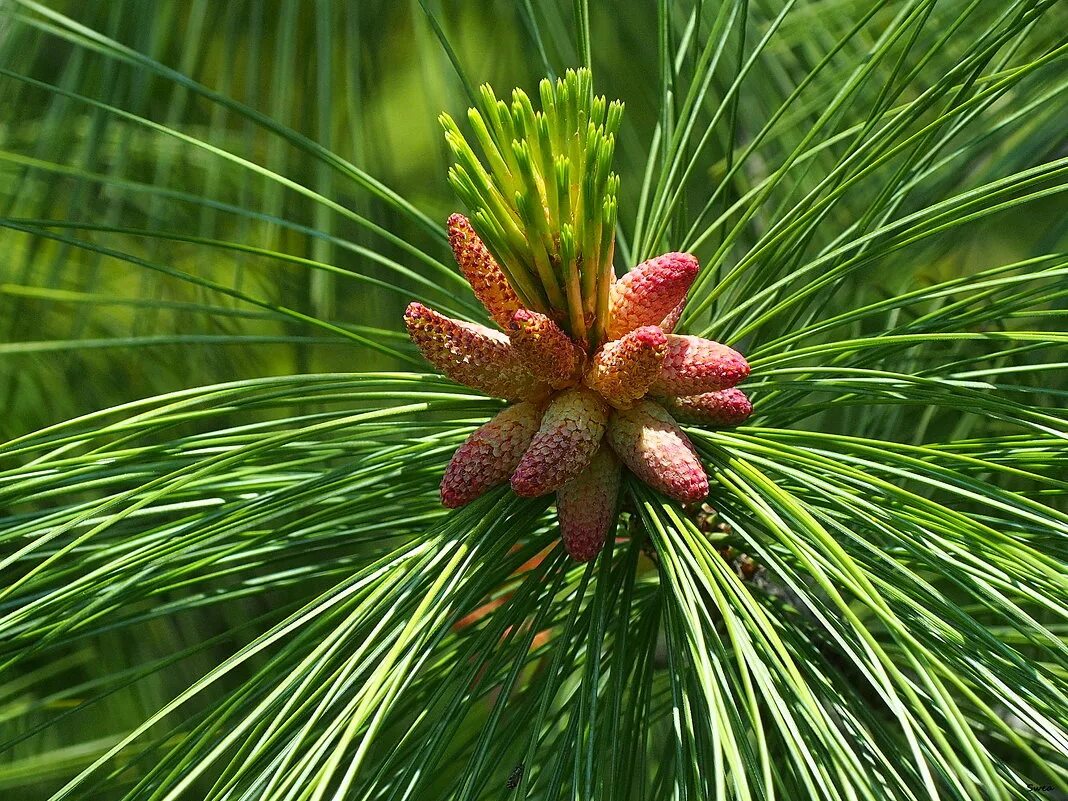 сосна веймутова ammerland. семена веймутовых сосен. сосна кедровая веймутова шишки. сосна пинус стробус. сосна веймутова нана радиата.