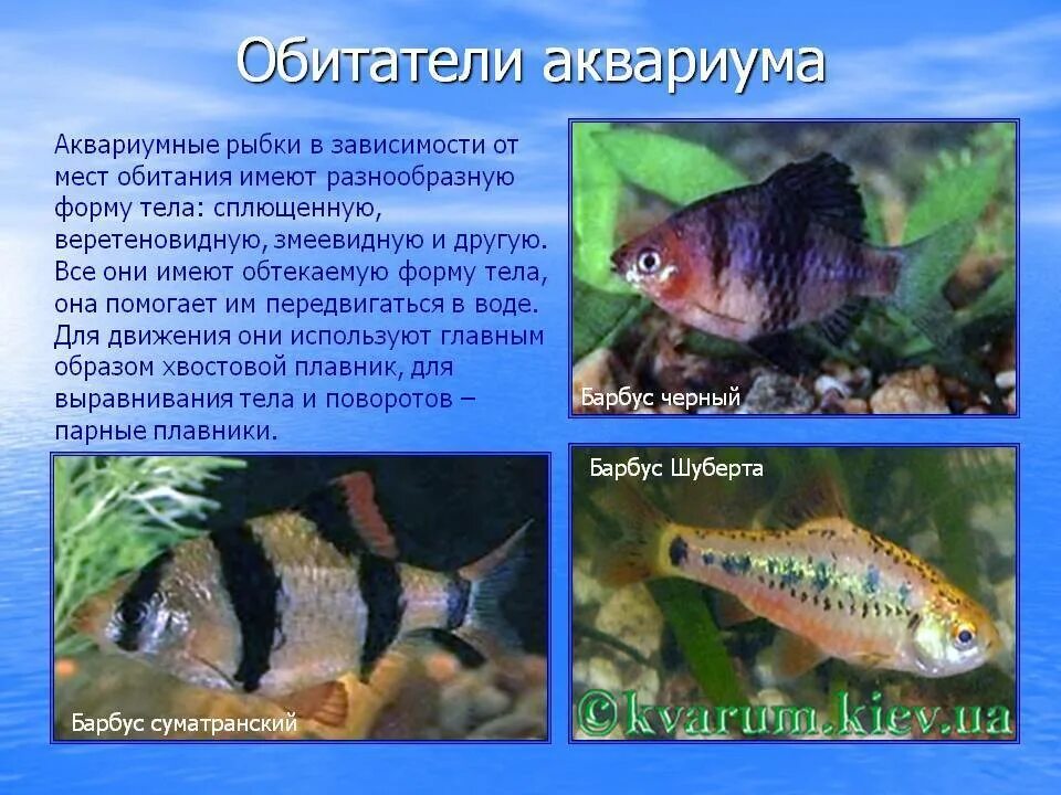 Аквариумные рыбки информация. Обитатели аквариума сообщение. Аквариумные рыбки характеристика. Характеристика обитателей аквариума.