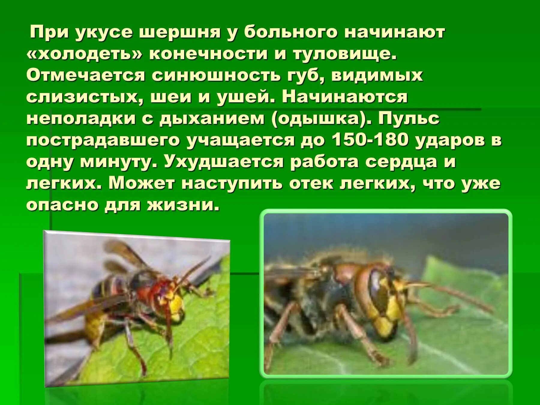 Что сделать при укусе насекомых. Опасность от пчел,ОС, шершней.
