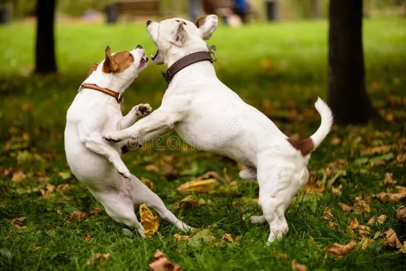 Dog pairing
