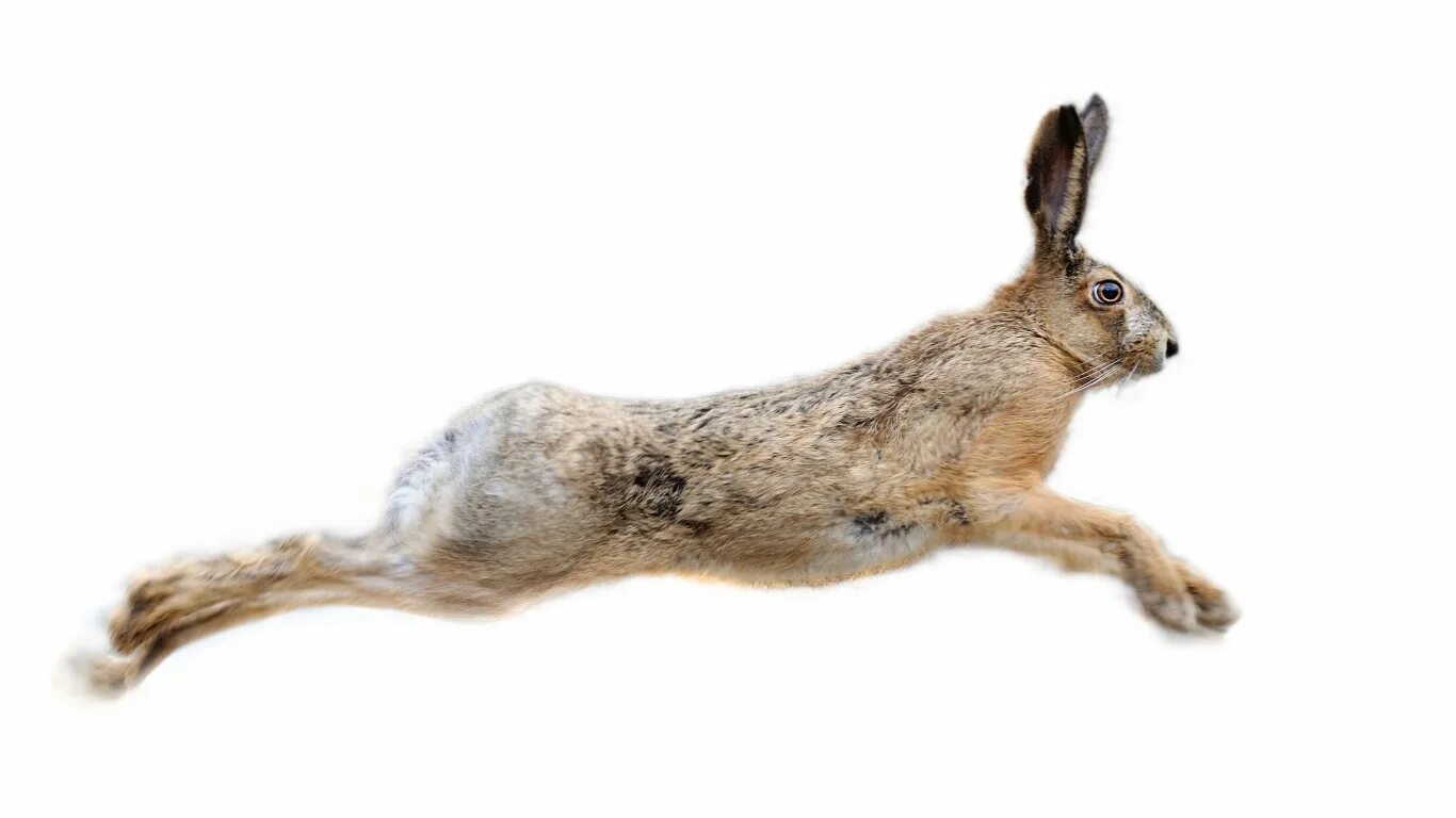 Hare of the cog. Hare of the cog