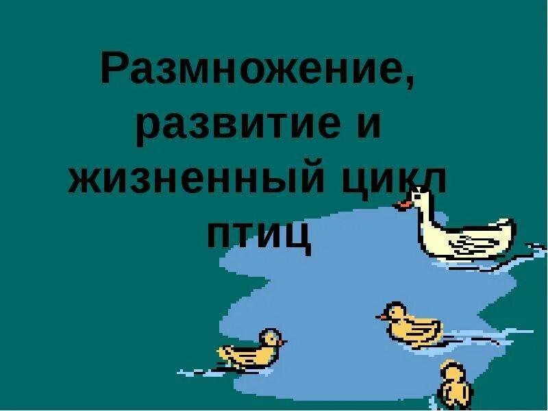 Биология 7 класс жизненный цикл птиц. Жизненный цикл птиц. Годовой жизненный цикл птиц. Размножение и развитие птиц. Годовой жизненный цикл птиц схема.