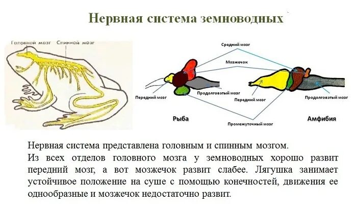 Конечности и их функции у земноводных. Расположение конечностей у пресмыкающихся. нервная система амфибий. конечности земноводных. нервная система земноводных или амфибий.