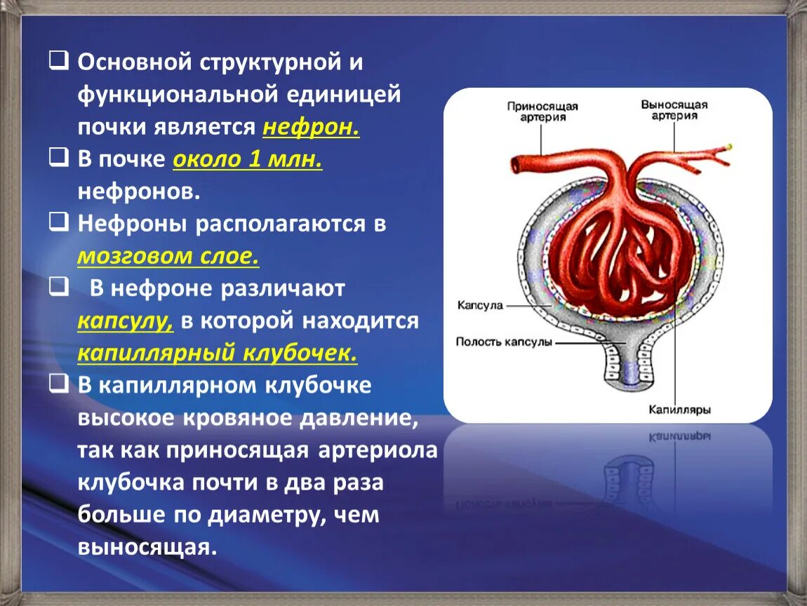 Что является единицей. Основной структурно-функциональной единицей почки является. Структурно-функциональная единица почки ее строение. Структурной единицей почки является нефрон. Строение структурной и функциональной единицы почки.