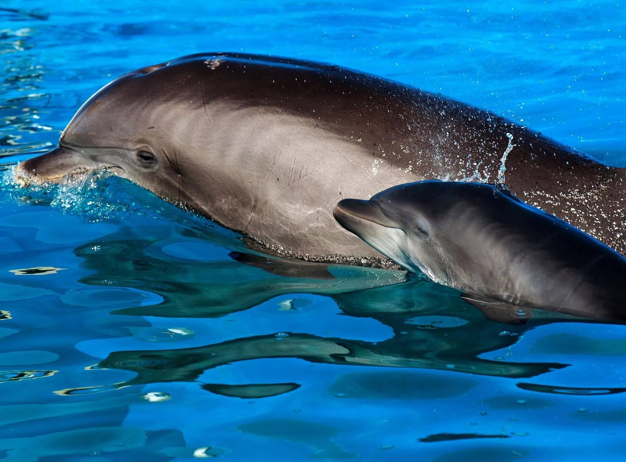 Дельфин Афалина Черноморская. Дельфин Афалина в черном море. Дельфин белобочка. Дельфины афалины черного моря.