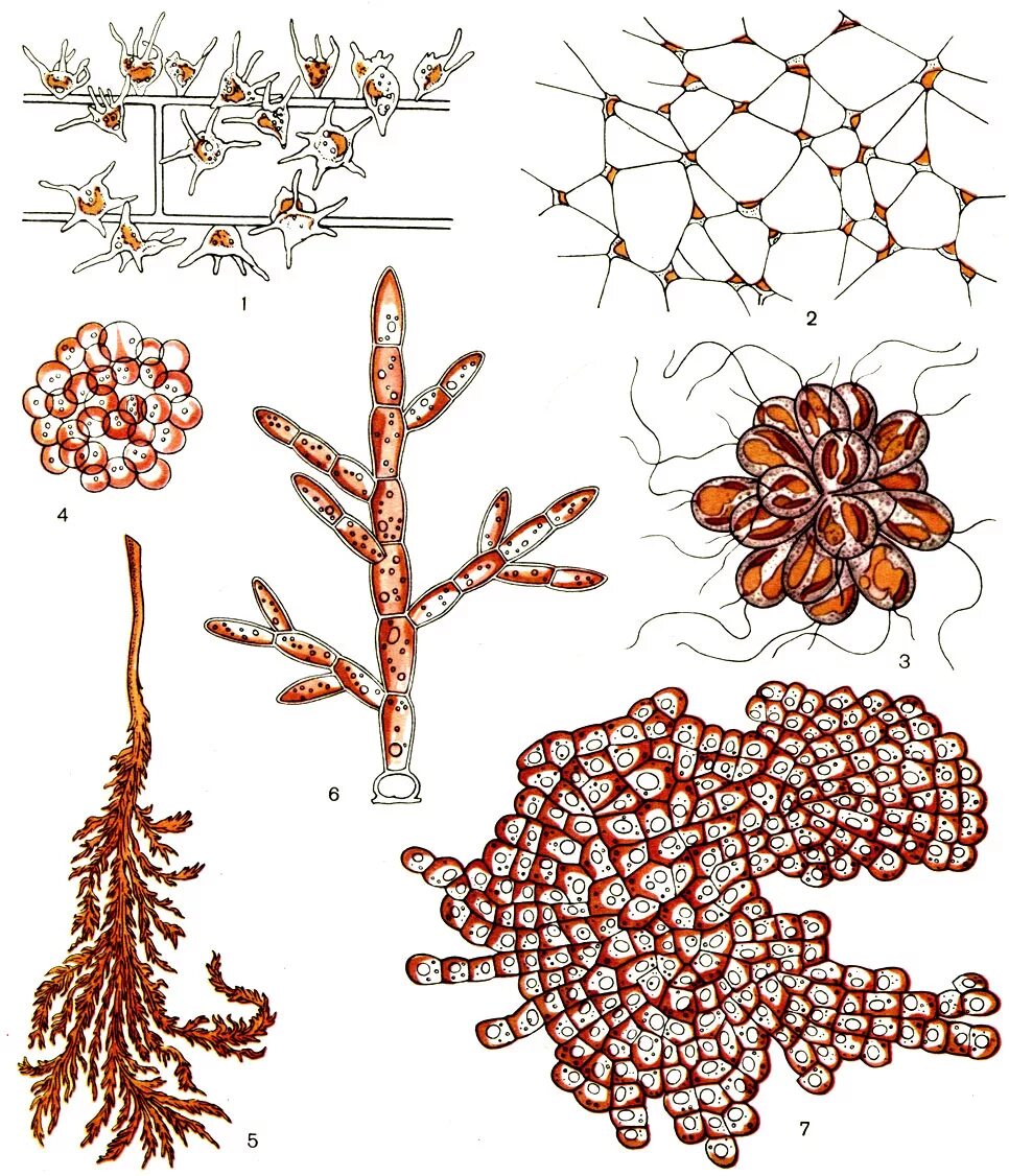 Ламинария kelp. Ламинария бурая. Отдел золотистые водоросли (chrysophyta). Ундария перистая водоросль. Динобрион водоросль.